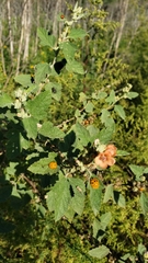 Harmonia axyridis