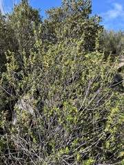 Rhamnus pilosa