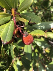 Comarostaphylis diversifolia