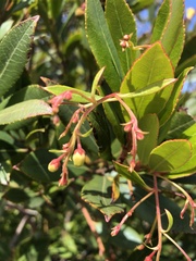 Comarostaphylis diversifolia