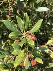 Comarostaphylis diversifolia