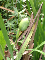 Iris giganticaerulea
