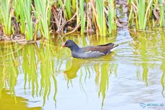 Gallinula chloropus