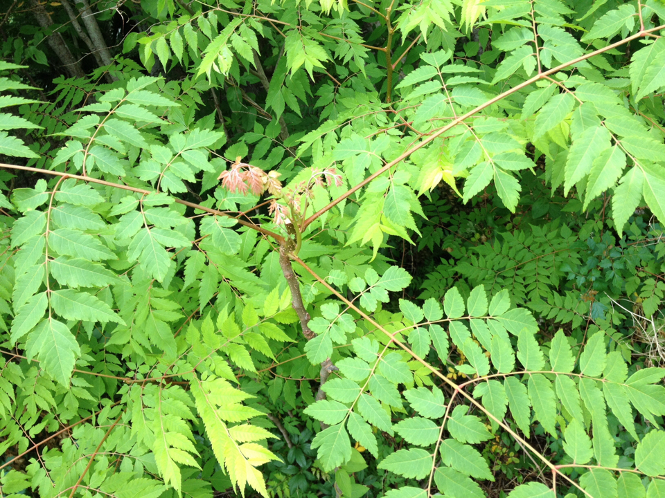 Árbol del Paraíso (Melia azedarach) · NaturaLista Mexico