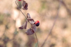 Rhynchosia precatoria