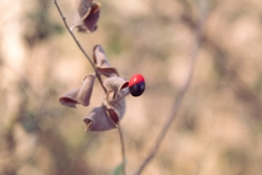 Rhynchosia precatoria