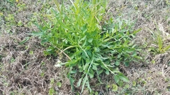 Pyrrhopappus carolinianus image