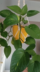 Epipremnum aureum