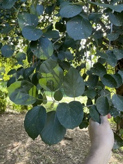 Cordia dichotoma