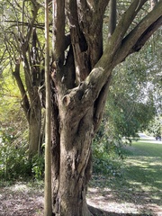Cordia dichotoma