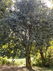 Cordia dichotoma