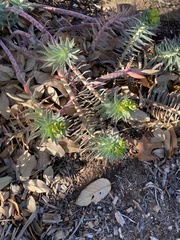 Myrsiniteae