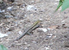 Pholidoscelis chrysolaemus