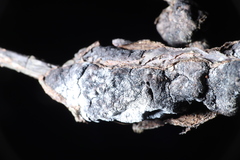 Trichothecium roseum