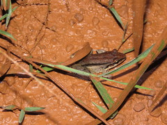 Leptodactylus elenae