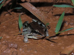 Leptodactylus elenae