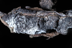 Trichothecium roseum