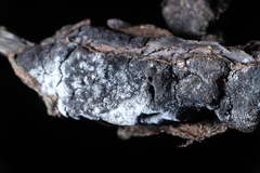 Trichothecium roseum