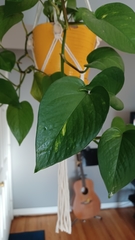 Epipremnum aureum