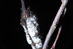 Trichothecium roseum