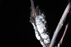 Trichothecium roseum