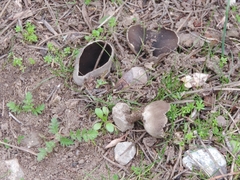 Dissingia leucomelaena