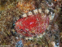 Haliotis tuberculata