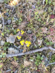 Triphysaria eriantha