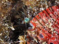 Haliotis tuberculata