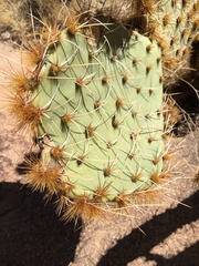 Opuntia arizonica