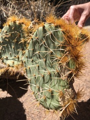 Opuntia arizonica