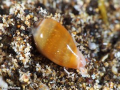 Gibberula secreta