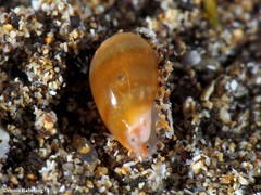 Gibberula secreta