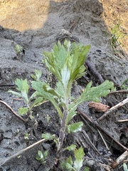 Artemisia suksdorfii