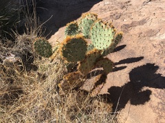 Opuntia arizonica