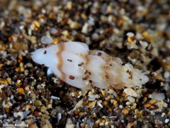 Mangelia attenuata