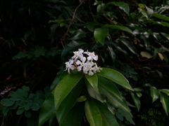 Melodinus suaveolens