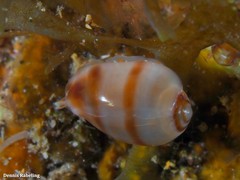 Gibberula secreta