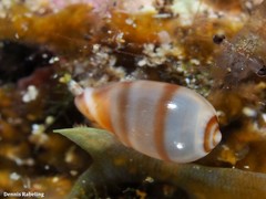 Gibberula secreta