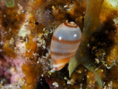 Gibberula secreta