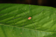 Holcobunus nigripalpis