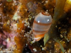 Gibberula secreta