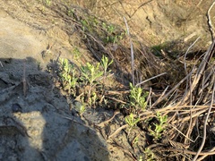 Artemisia suksdorfii