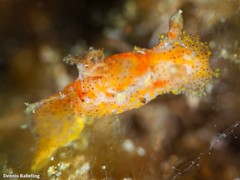 Plocamopherus maderae