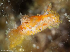 Plocamopherus maderae