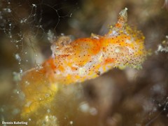 Plocamopherus maderae