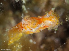 Plocamopherus maderae