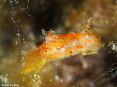 Plocamopherus maderae