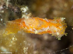 Plocamopherus maderae