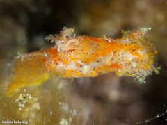 Plocamopherus maderae
